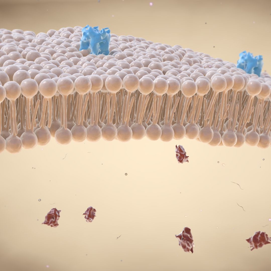 mucosa intestinal